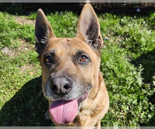 Medium Photo #3 German Shepherd Dog-Unknown Mix Puppy For Sale in Ocala, FL, USA