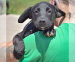 Small #3 German Shepherd Dog Mix
