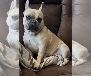 Mother of the French Bulldog puppies born on 11/22/2025