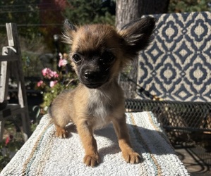 Chihuahua Puppy for Sale in EAU CLAIRE, Wisconsin USA