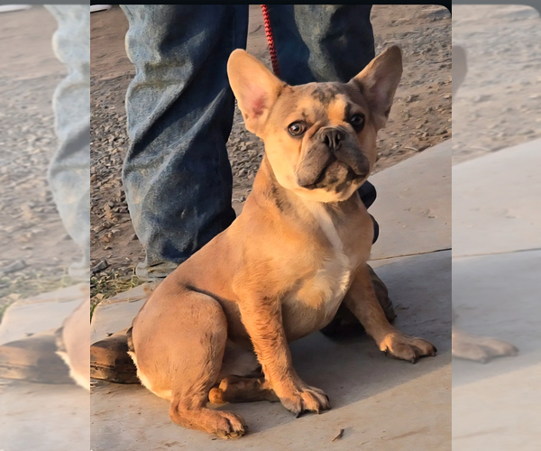 Medium Photo #7 French Bulldog Puppy For Sale in WEST HOLLYWOOD, CA, USA