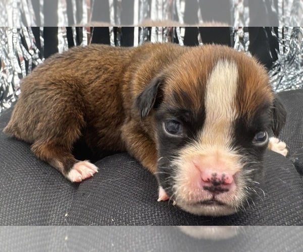 Medium Photo #4 Boxer Puppy For Sale in PAWNEE CITY, NE, USA