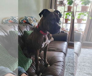 Boxer Dogs for adoption in Burnsville, MN, USA