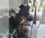 Small Boxer