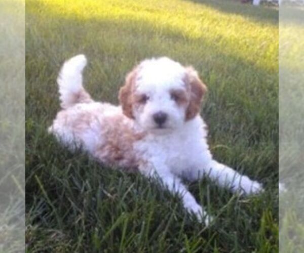 Medium Photo #4 Cavapoo Puppy For Sale in GORDONVILLE, PA, USA