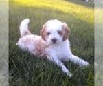 Small #3 Cavapoo