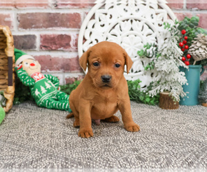 Labrador Retriever Puppy for sale in SYRACUSE, IN, USA