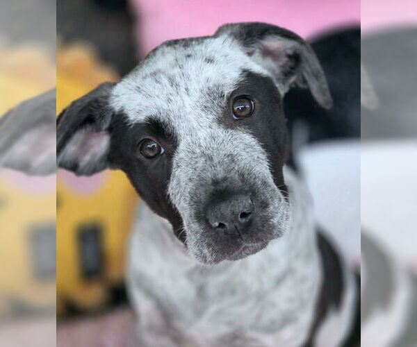 Medium Photo #7 American Pit Bull Terrier-Unknown Mix Puppy For Sale in Chino Hills, CA, USA