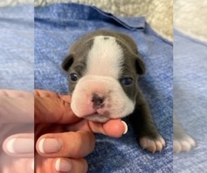 Boston Terrier Puppy for sale in CRKD RVR RNCH, OR, USA