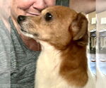 Small #3 Chihuahua
