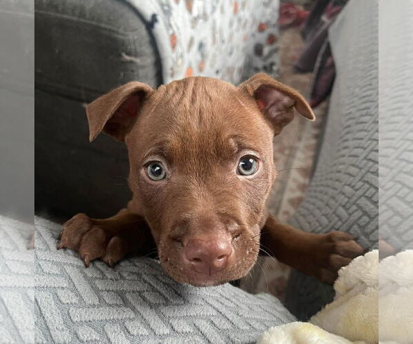 Medium Photo #1 Mutt Puppy For Sale in Rochester, NY, USA