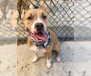 Mutt Dogs for adoption in Tulsa, OK, USA