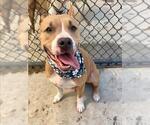 CHLOE - Female Mutt Dog for Adoption - Small photo