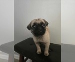 Small #5 Pug
