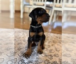 Puppy Black Male Doberman Pinscher