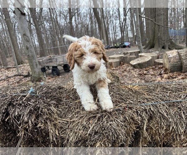 Medium Photo #42 Aussie-Poo-Goldendoodle Mix Puppy For Sale in COMMERCE, MI, USA
