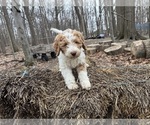 Small Photo #42 Aussie-Poo-Goldendoodle Mix Puppy For Sale in COMMERCE, MI, USA