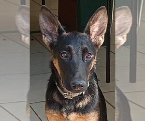 German Shepherd Dog-Unknown Mix Dogs for adoption in Lake Forest, CA, USA