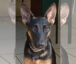Small German Shepherd Dog Mix
