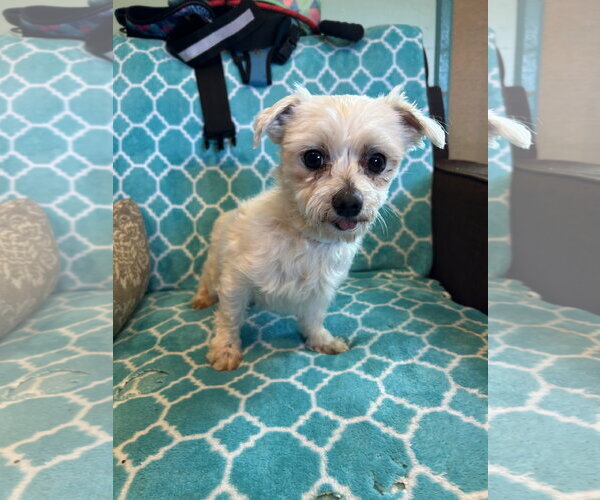 Medium Photo #1 Maltese Puppy For Sale in Pacolet, SC, USA
