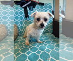 Small Maltese