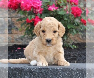 Goldendoodle-Poodle (Standard) Mix Puppy for sale in HONEY BROOK, PA, USA