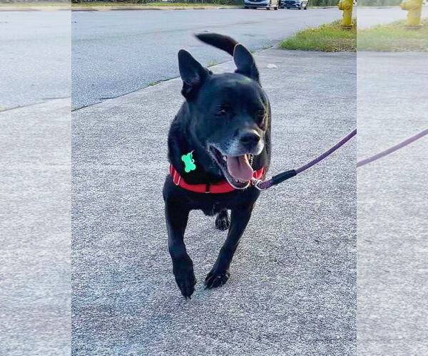 Medium Photo #3 Labrador Retriever-Unknown Mix Puppy For Sale in Pompano Beach , FL, USA