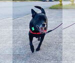 Small #2 Labrador Retriever Mix