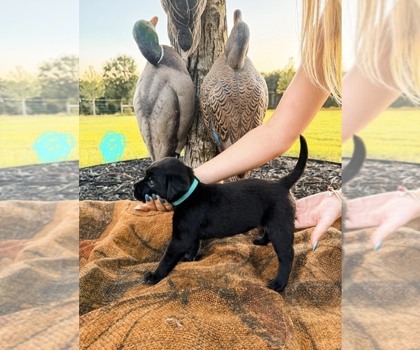 Medium Photo #24 Labrador Retriever Puppy For Sale in GREENWOOD, SC, USA