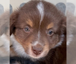 Puppy Ranger Miniature Australian Shepherd