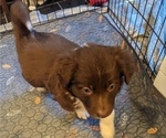 Small Photo #29 Border Collie Puppy For Sale in HARRISON, ID, USA