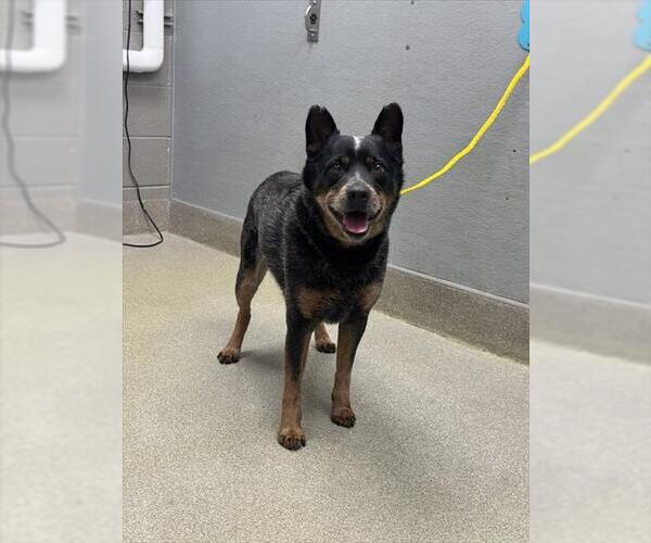 Medium Photo #1 Mutt Puppy For Sale in Las Vegas, NV, USA