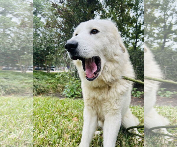 Medium Photo #8 Great Pyrenees Puppy For Sale in Spring, TX, USA