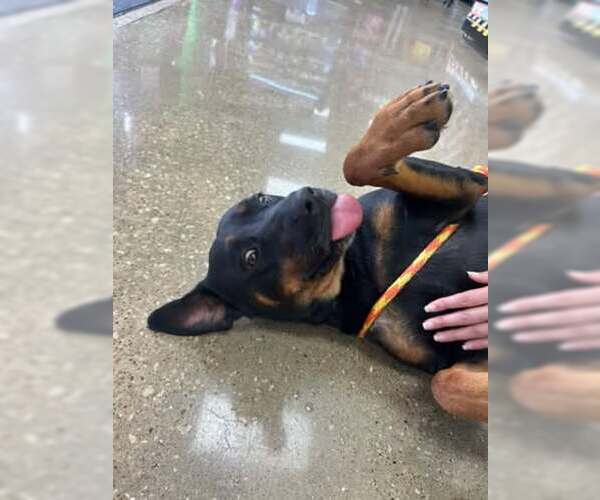 Medium Photo #2 Rottweiler-Unknown Mix Puppy For Sale in Rowlett, TX, USA