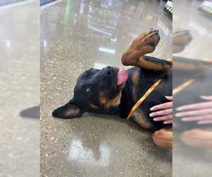 Archer - Male Rottweiler-Unknown Mix Dog for Adoption - Photo #2