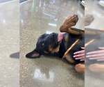 Small Photo #2 Rottweiler-Unknown Mix Puppy For Sale in Rowlett, TX, USA