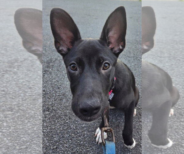 Medium Photo #5 Labrador Retriever-Unknown Mix Puppy For Sale in MECHANICSBURG, PA, USA