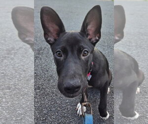 Hanna - Female Labrador Retriever-Unknown Mix Dog for Adoption - Photo #5