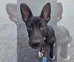 Small #4 Labrador Retriever Mix