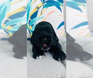 Cocker Spaniel Puppy for Sale in SPRING HILL, Florida USA