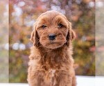 Small Photo #4 Goldendoodle-Poodle (Miniature) Mix Puppy For Sale in MYERSTOWN, PA, USA
