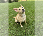 Small American Staffordshire Terrier Mix