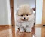 Small Photo #3 Pomeranian Puppy For Sale in WEST CHICAGO, IL, USA