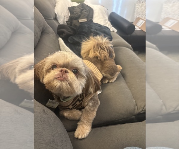 Medium Photo #1 Shih Tzu Puppy For Sale in UPLAND, CA, USA