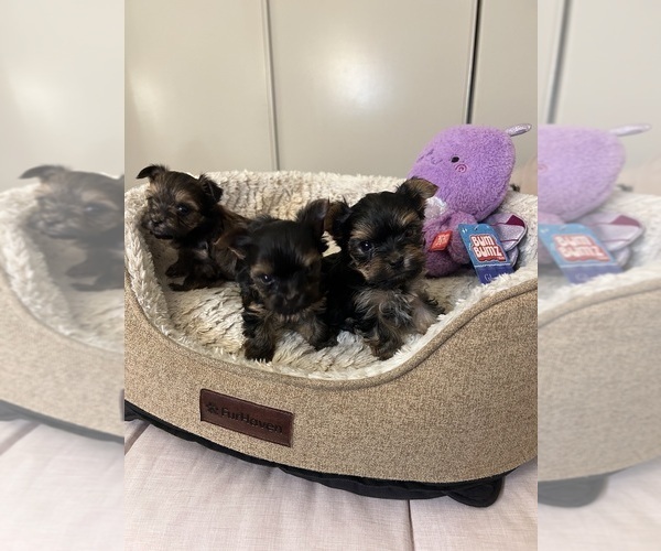 Medium Photo #4 Yorkshire Terrier Puppy For Sale in SAN BERNARDINO, CA, USA