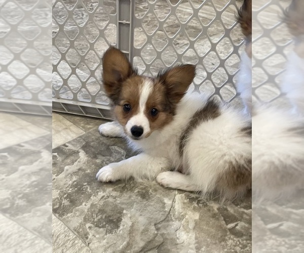 Medium Photo #2 Papillon Puppy For Sale in CANOGA, NY, USA