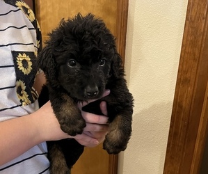 Aussiedoodle Puppy for sale in ARKOMA, OK, USA