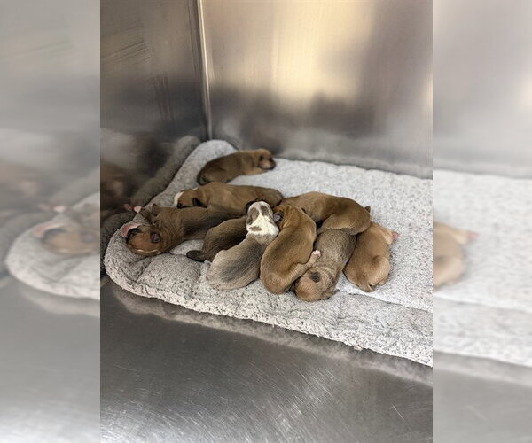 Medium Photo #1 German Shepherd Dog Puppy For Sale in Riverside, CA, USA
