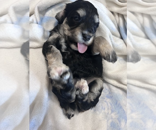 Medium Photo #4 Cockapoo (Miniature) Puppy For Sale in BLUE MOUNTAIN, MS, USA
