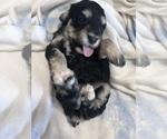 Small #3 Cockapoo (Miniature)